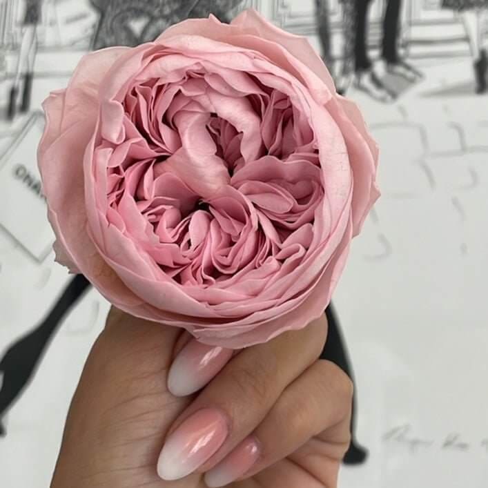3-Year Lasting Peonies in Stainless Steel - Flowers