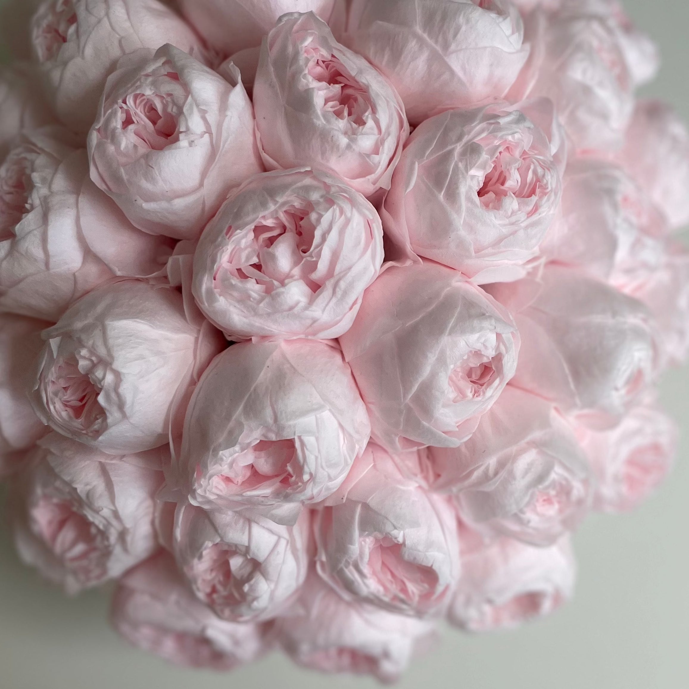 Pale pink peonies