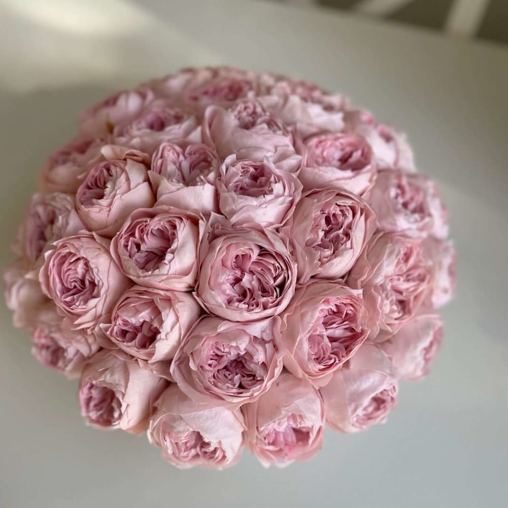 CEMENT POT: Everlasting Peonies - Flowers