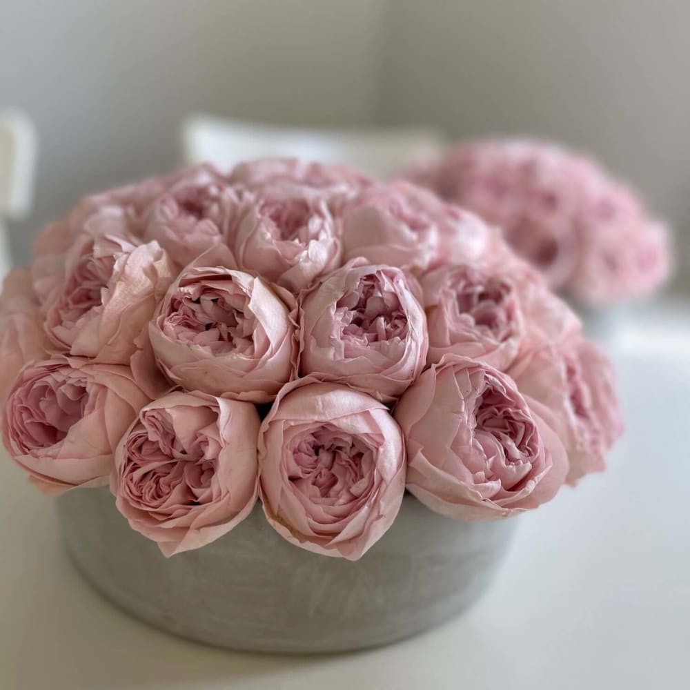 CEMENT POT: Everlasting Peonies - Flowers