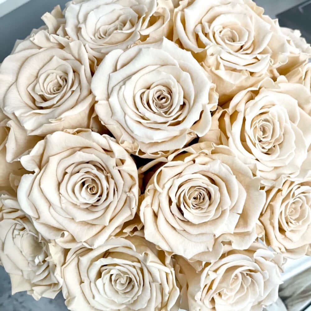 CEMENT POT: Everlasting Roses - Cream / Round - Flowers